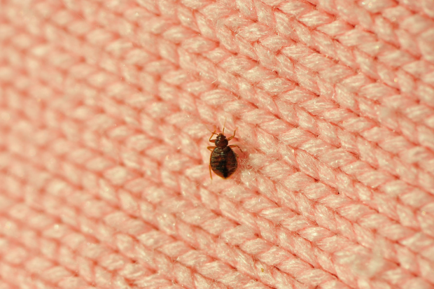 Bed-Bug-Treatment - Colton Best Pest Pros | Colton, CA | 909-316-3844