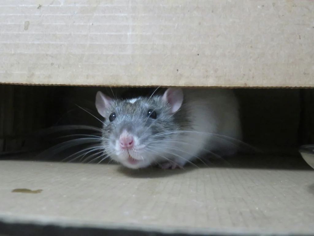 Common-Signs-of-a-Rodent-Problem - Colton Best Pest Pros | Colton, CA | 909-316-3844