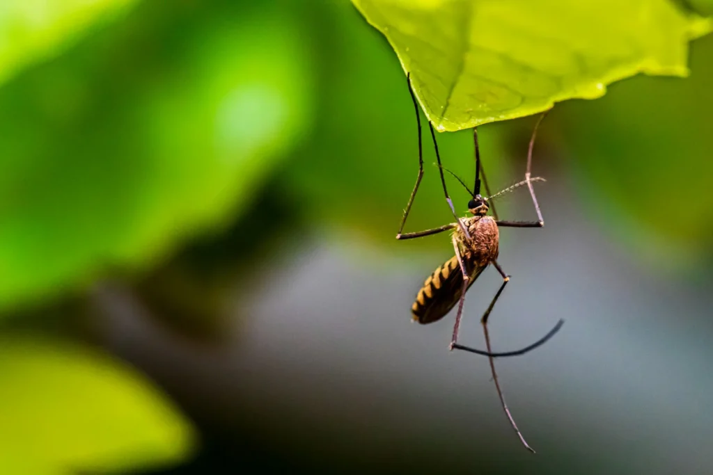 Mosquito-Control-for-Every-Outdoor-Space - Colton Best Pest Pros | Colton, CA | 909-316-3844