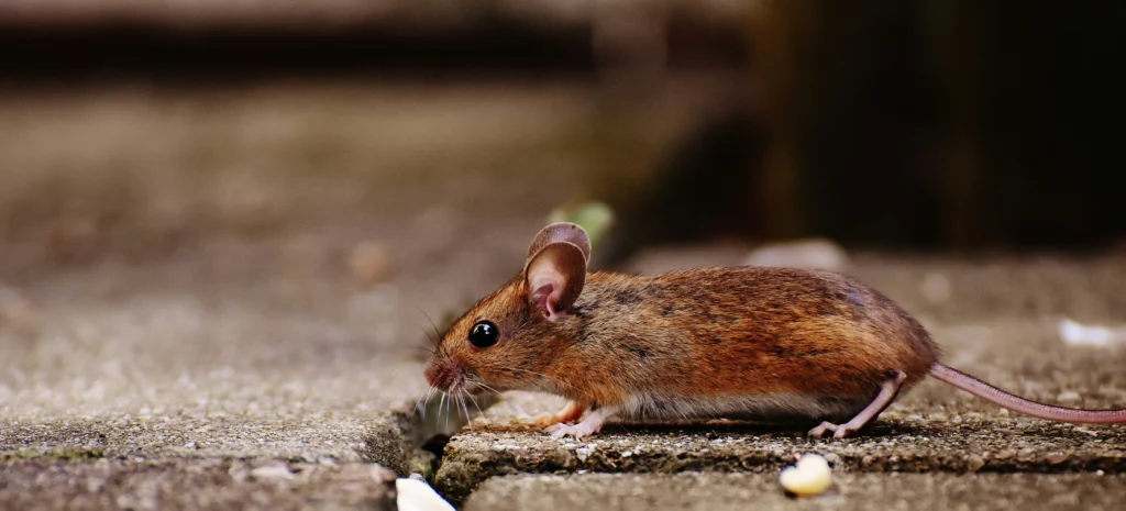 Residential-Commercial-Rodent-Solutions - Colton Best Pest Pros | Colton, CA | 909-316-3844