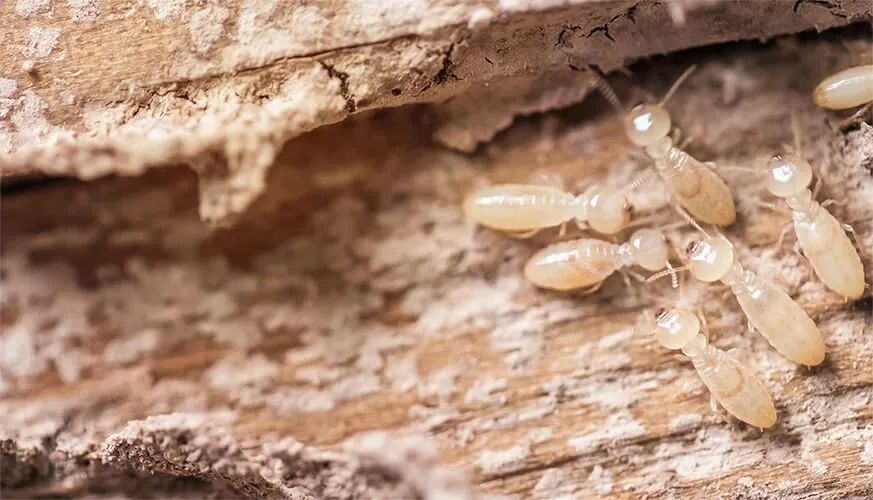 Signs You May Have a Termite Infestation - Colton Best Pest Pros | Colton, CA | 909-316-3844