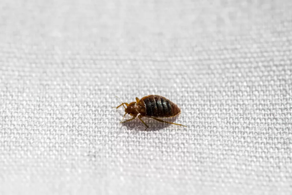 Why Bed Bug Heat Treatments Work Best - Colton Best Pest Pros | Colton, CA | 909-316-3844